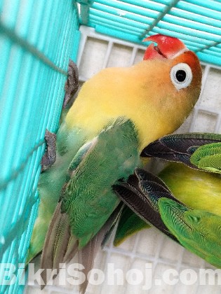 লাভ বার্ড রানিং পেয়ার